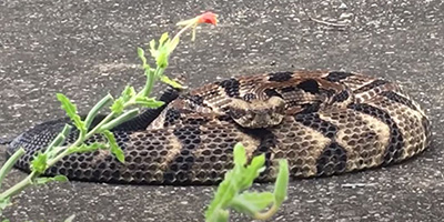 Baton Rouge snake
